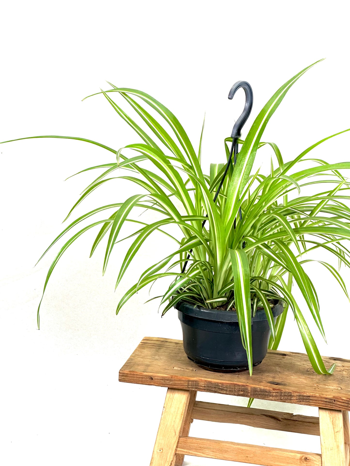 Chlorophytum Comosum Ocean - suspension