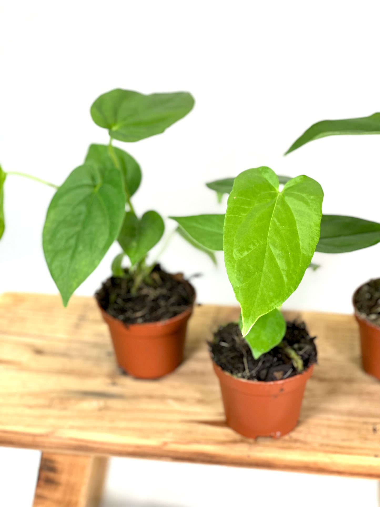 Anthurium Balaoanum - Baby plant