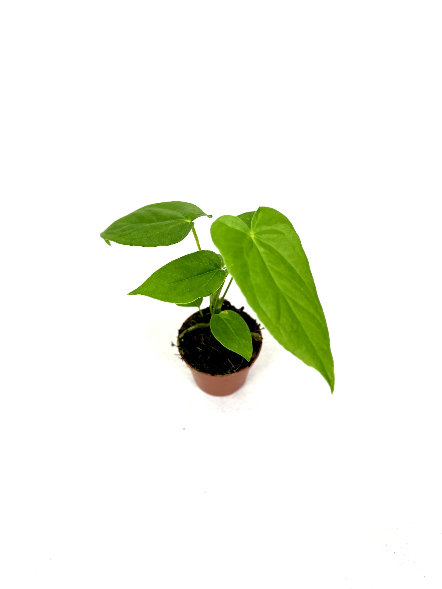 Anthurium Balaoanum - Baby plant