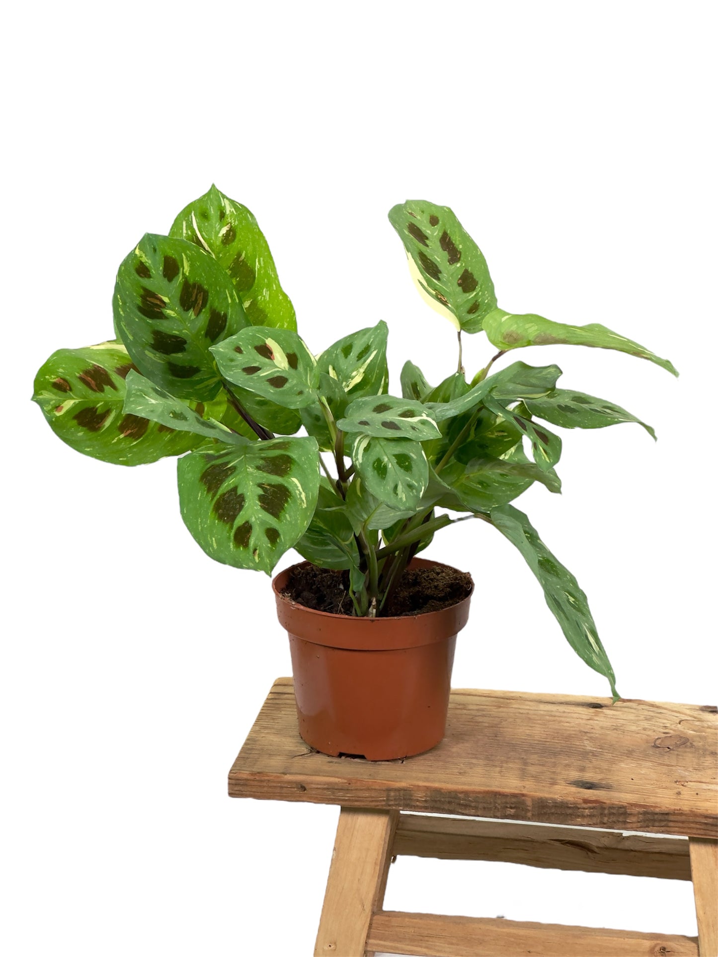 Maranta Leuconeura Kerchoveana variegata