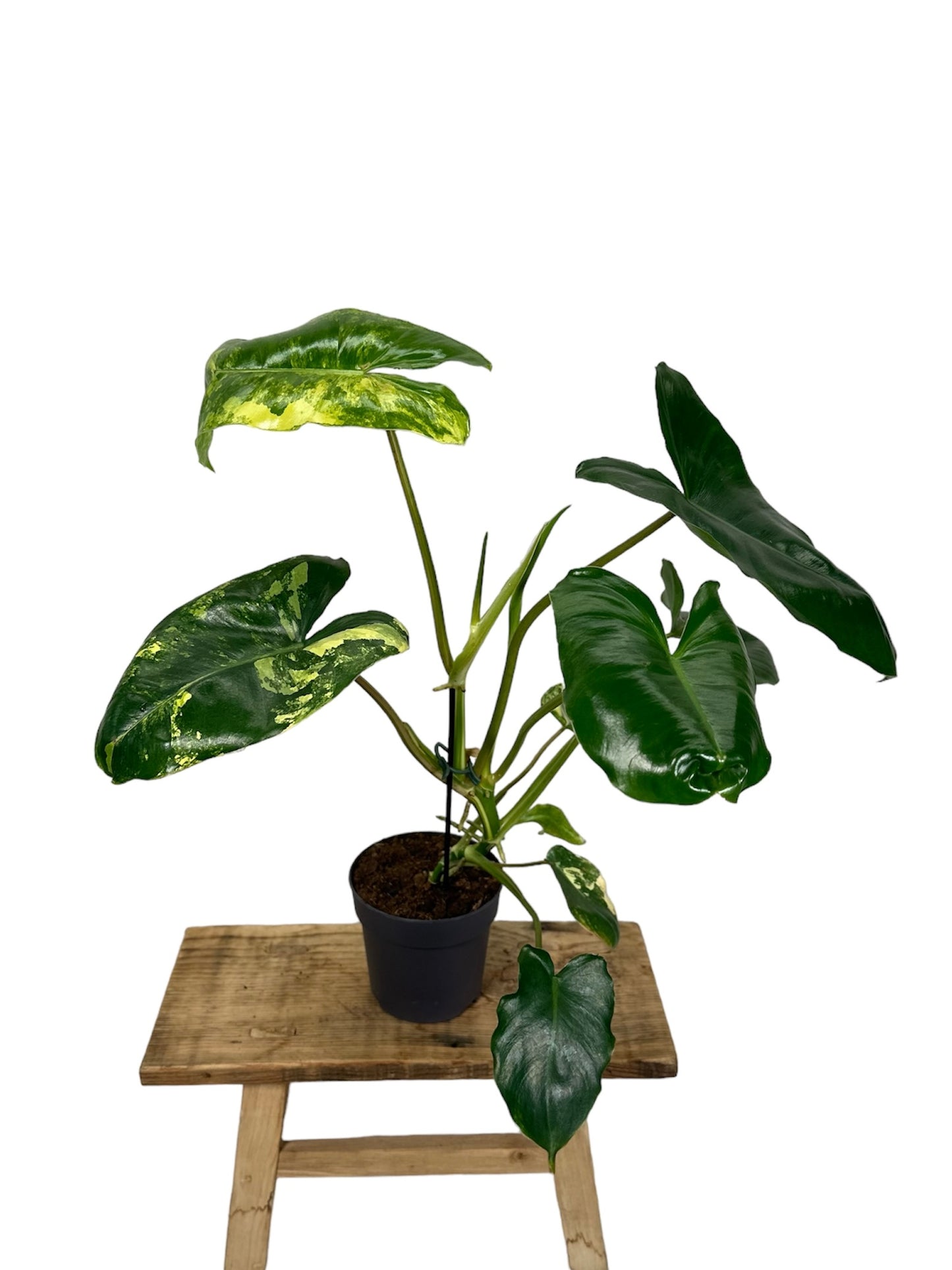 Philodendron Burle Marx variegata