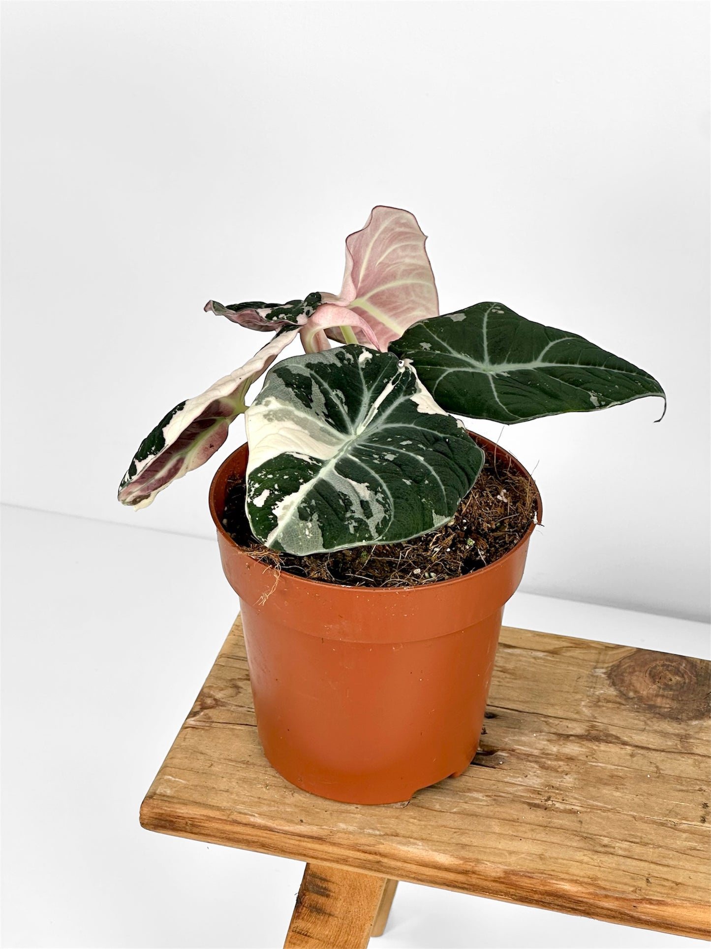 Alocasia Black Velvet Pink variegata