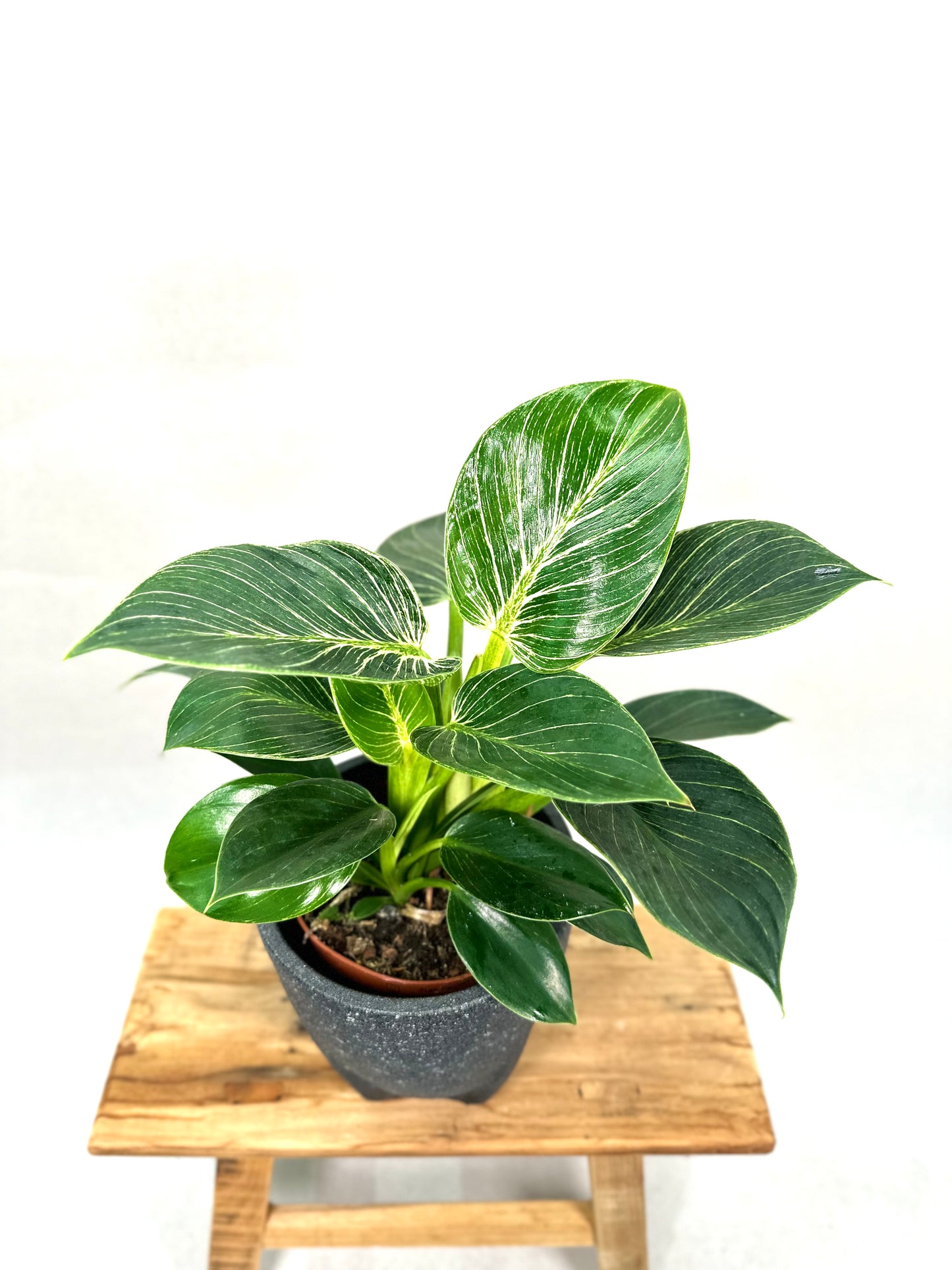 Philodendron Birkin - White Measure
