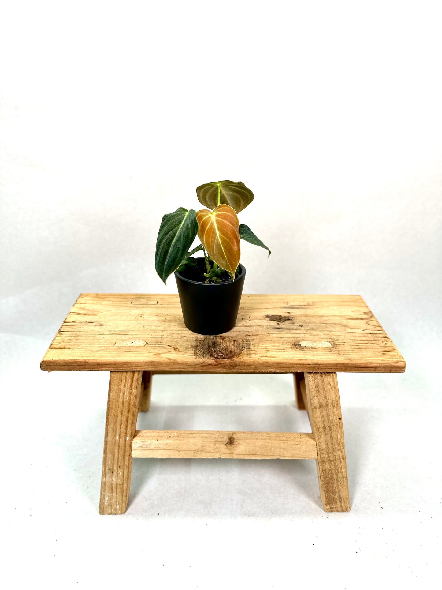 Philodendron Melanochrysum - Baby plant