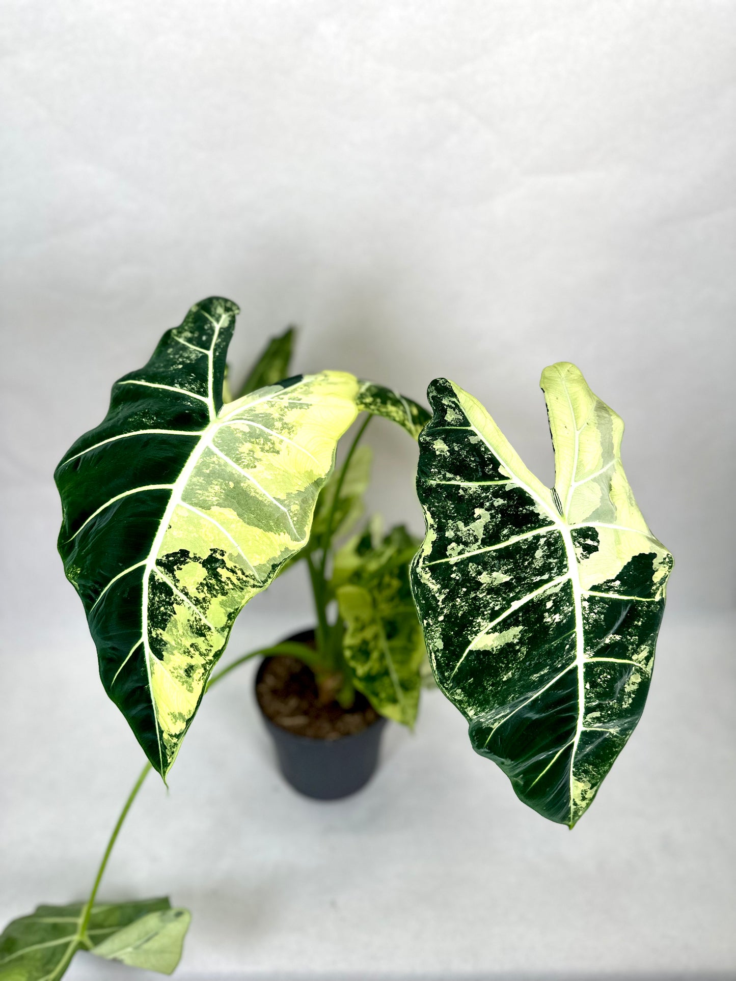 Alocasia Frydek variegata - Taille XL 1008
