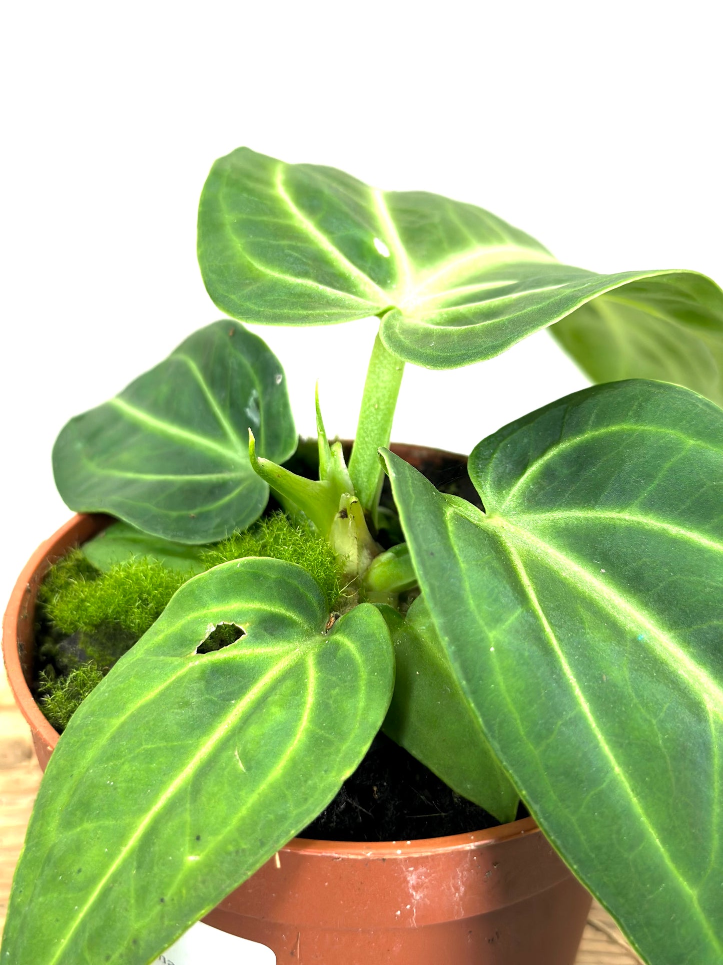 Anthurium Villeanaorum