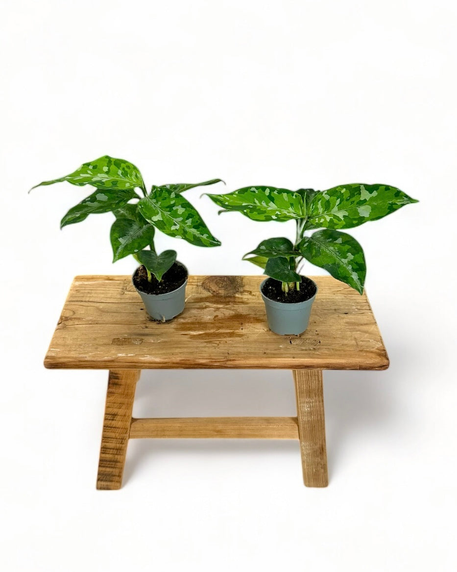 Aglaonema Pictum Tricolor - Baby plant