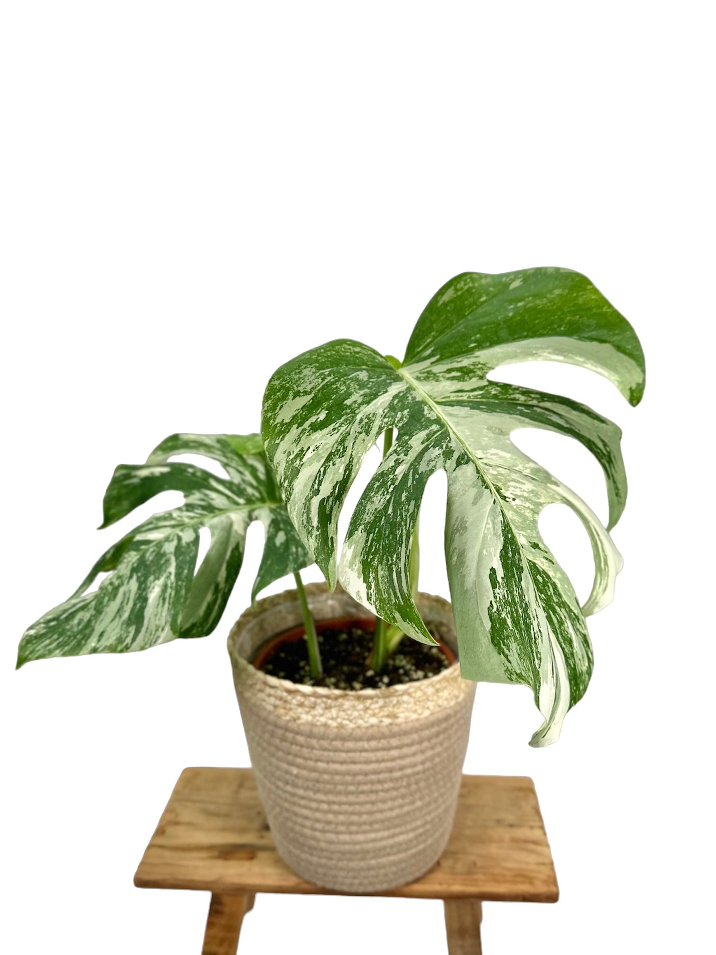 Monstera Deliciosa variegata 1002