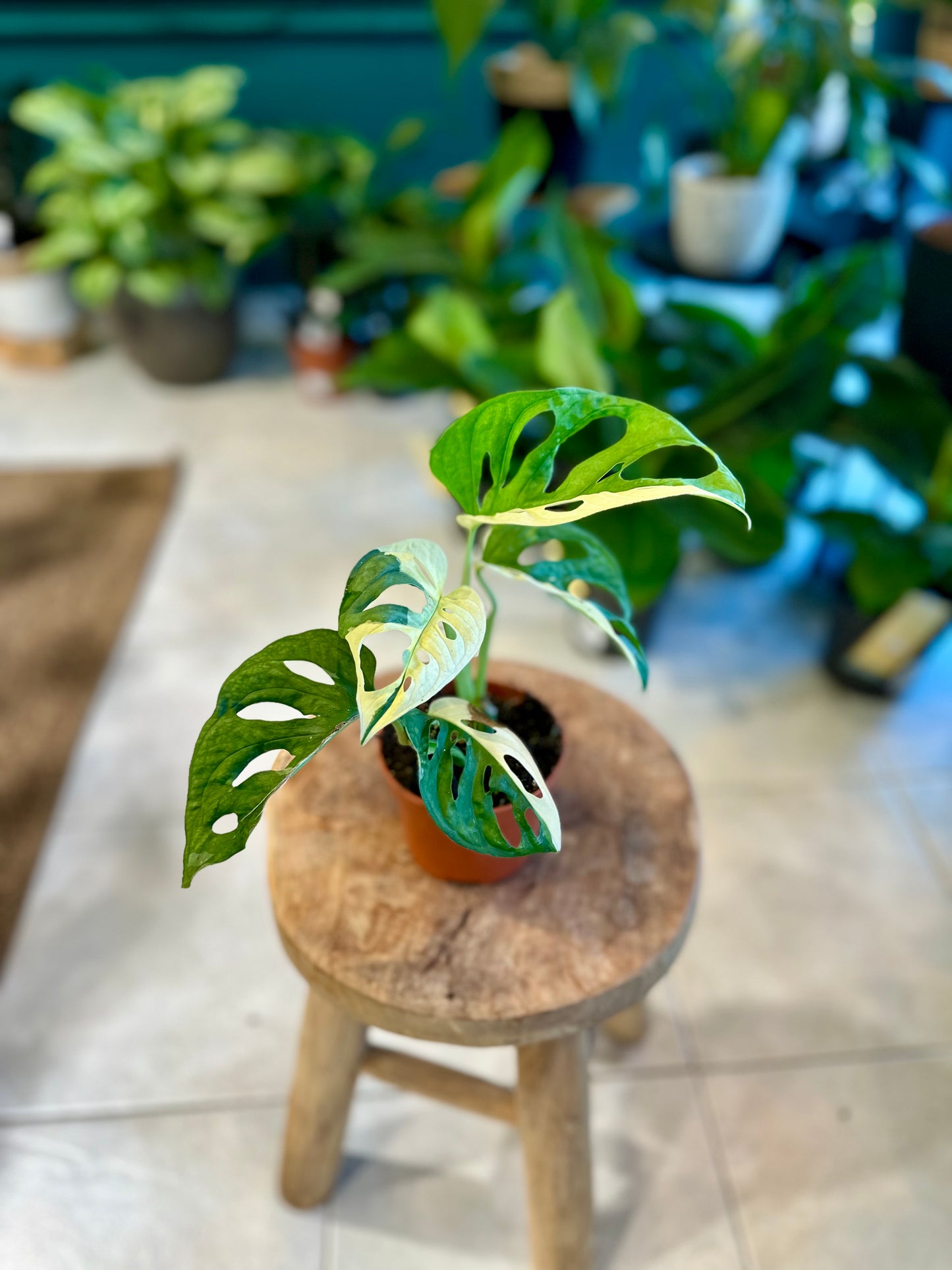 Monstera Adansonii variegata