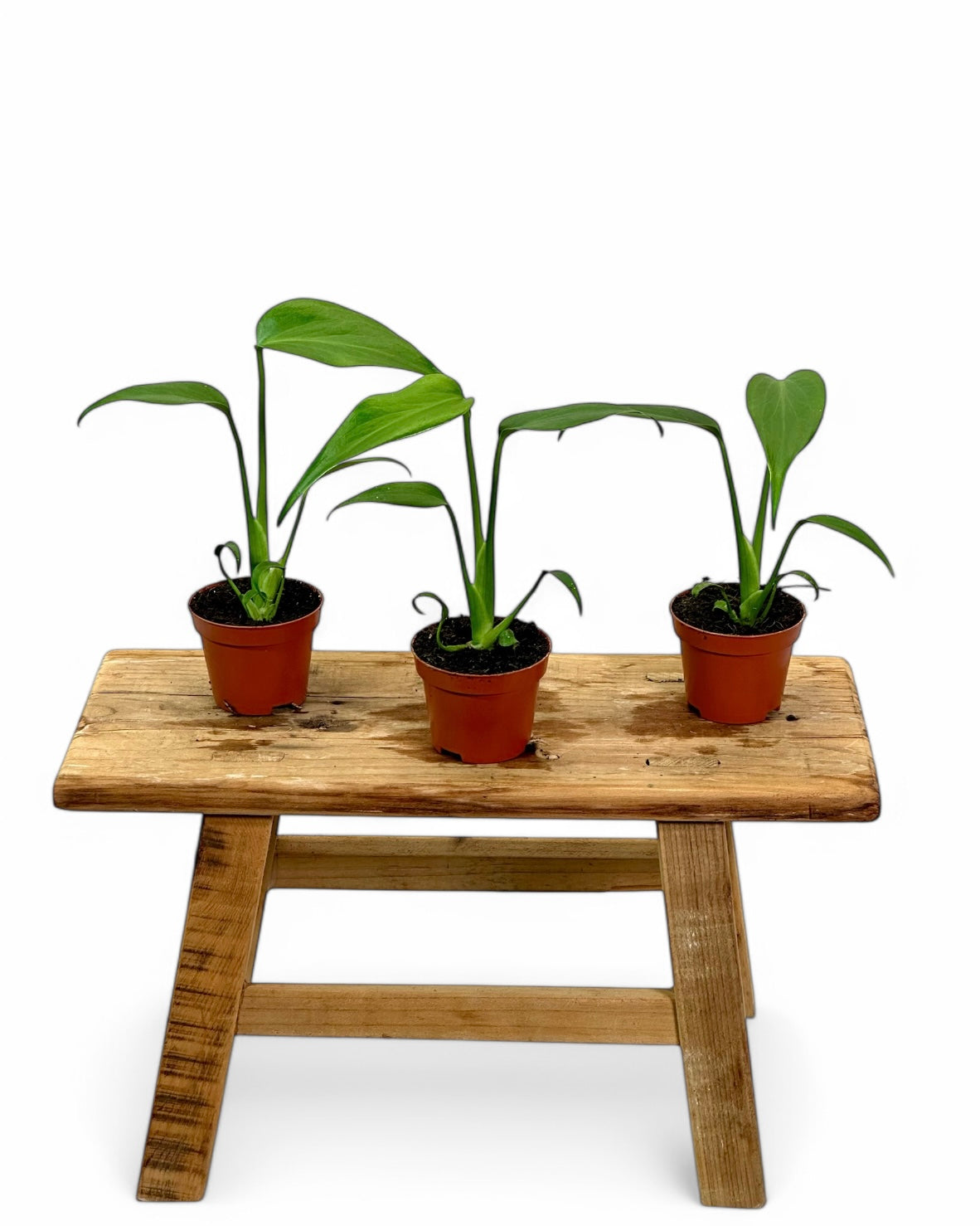 Monstera Burle Marx Flame - Baby plant