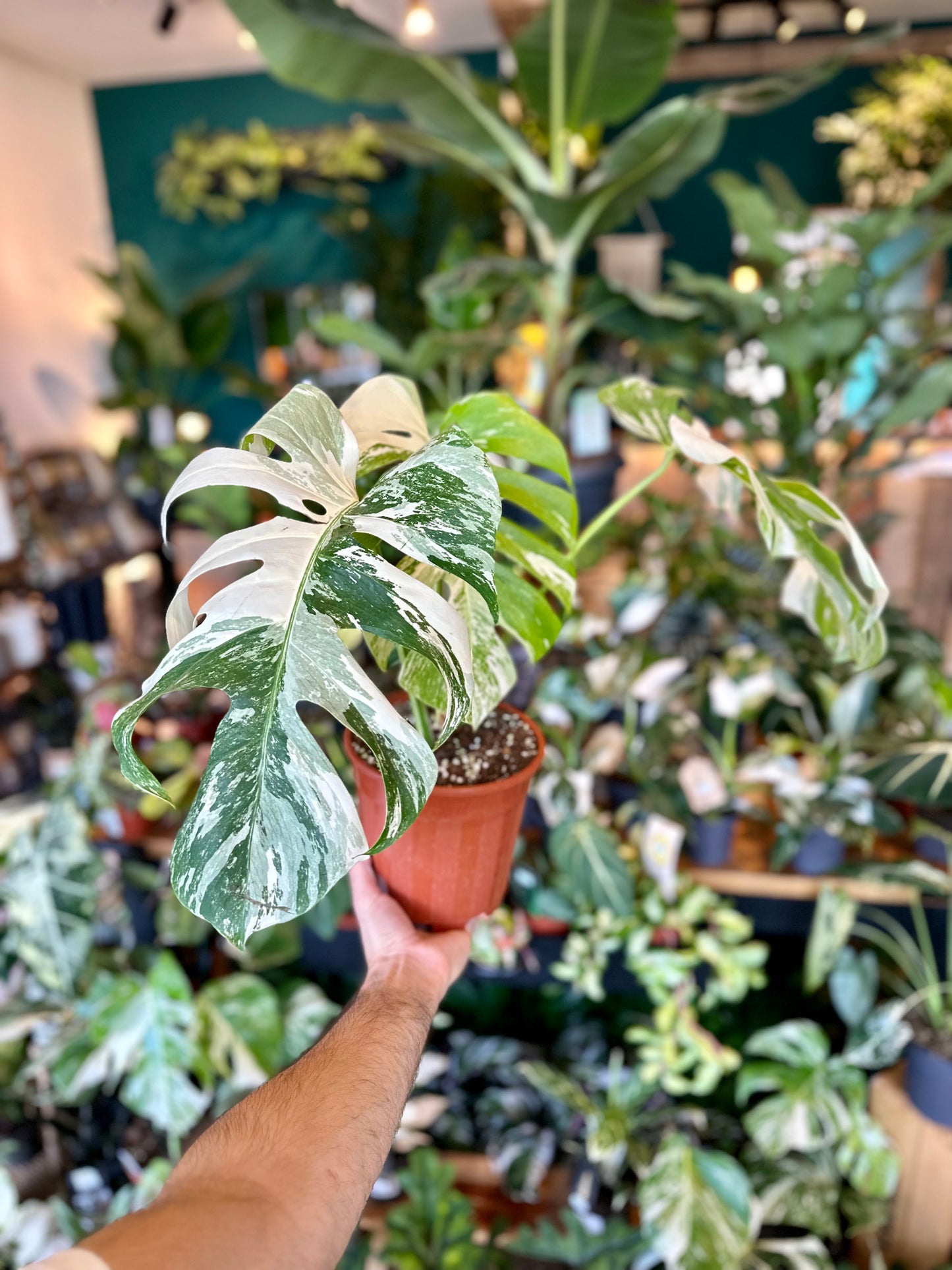 Monstera Deliciosa variegata 1001