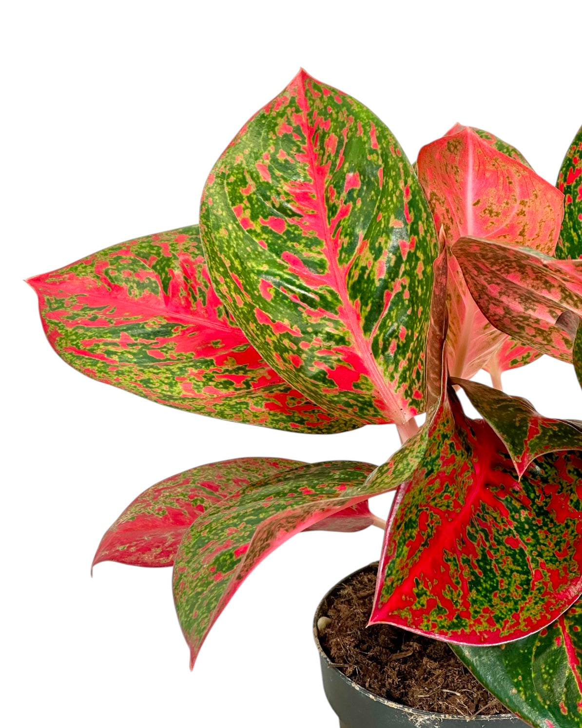 Aglaonema Avocado Red