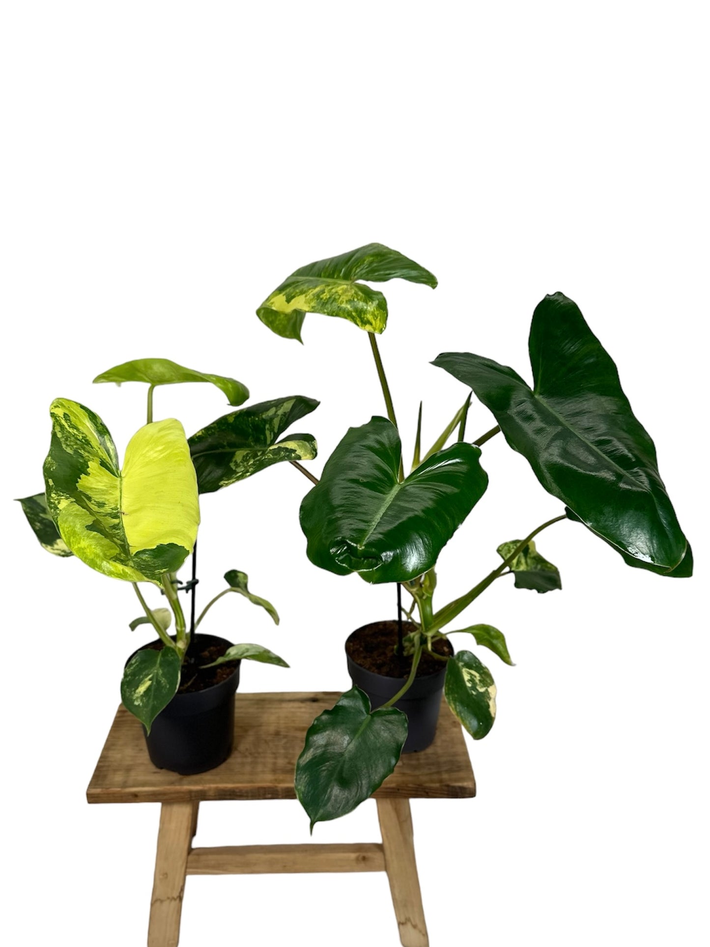 Philodendron Burle Marx variegata