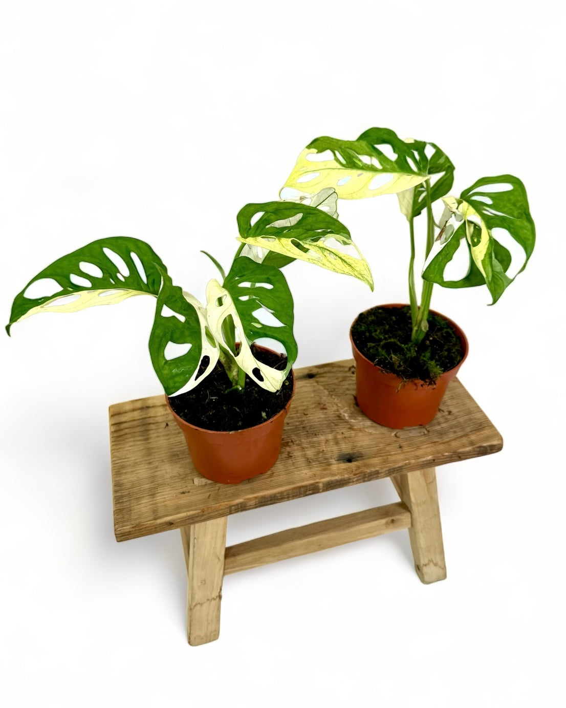 Monstera Adansonii variegata