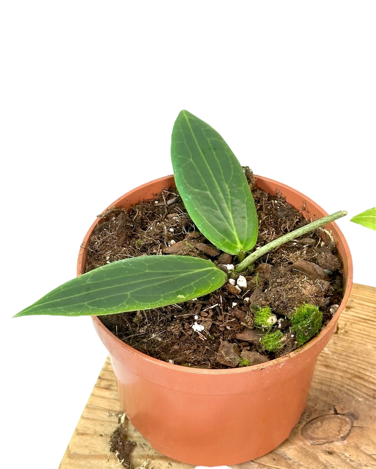 Hoya Soligamiana