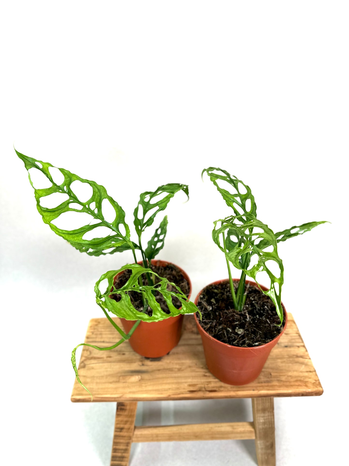 Monstera Obliqua Peru