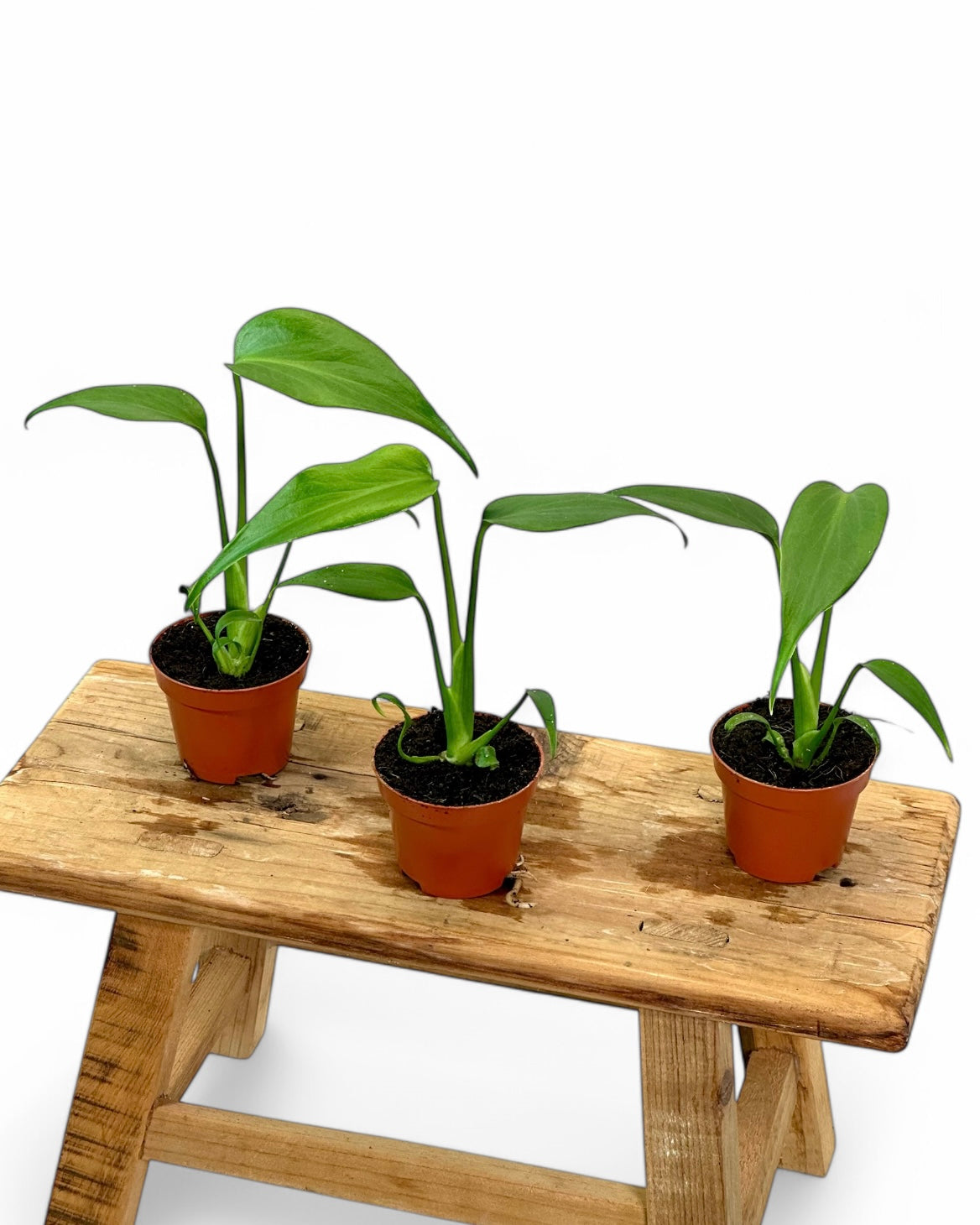 Monstera Burle Marx Flame - Baby plant