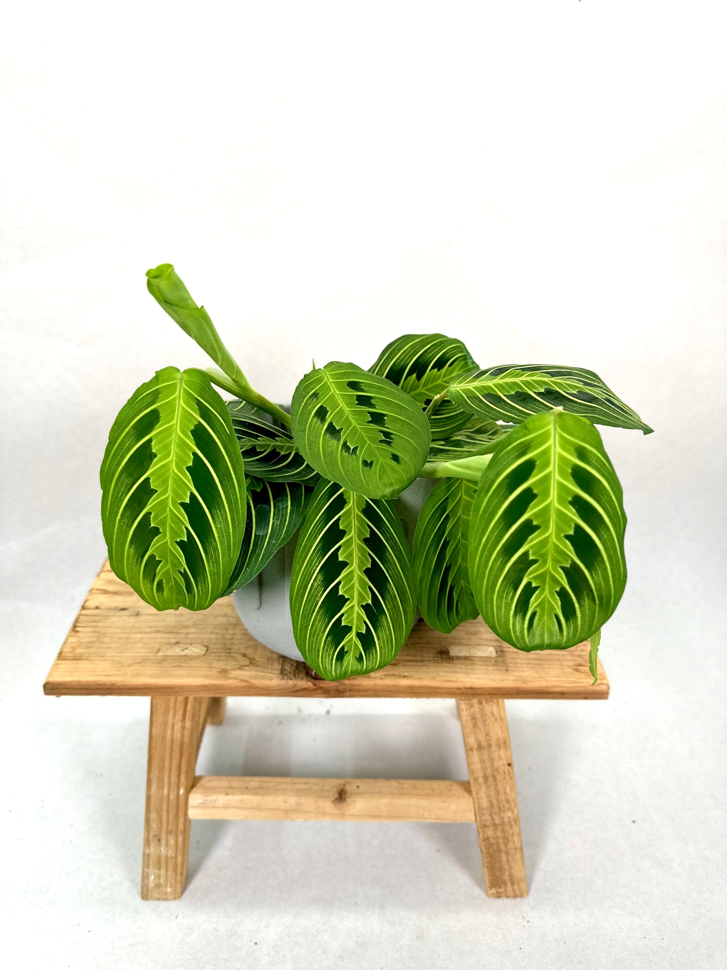 Maranta Leuconeura Lemon Lime