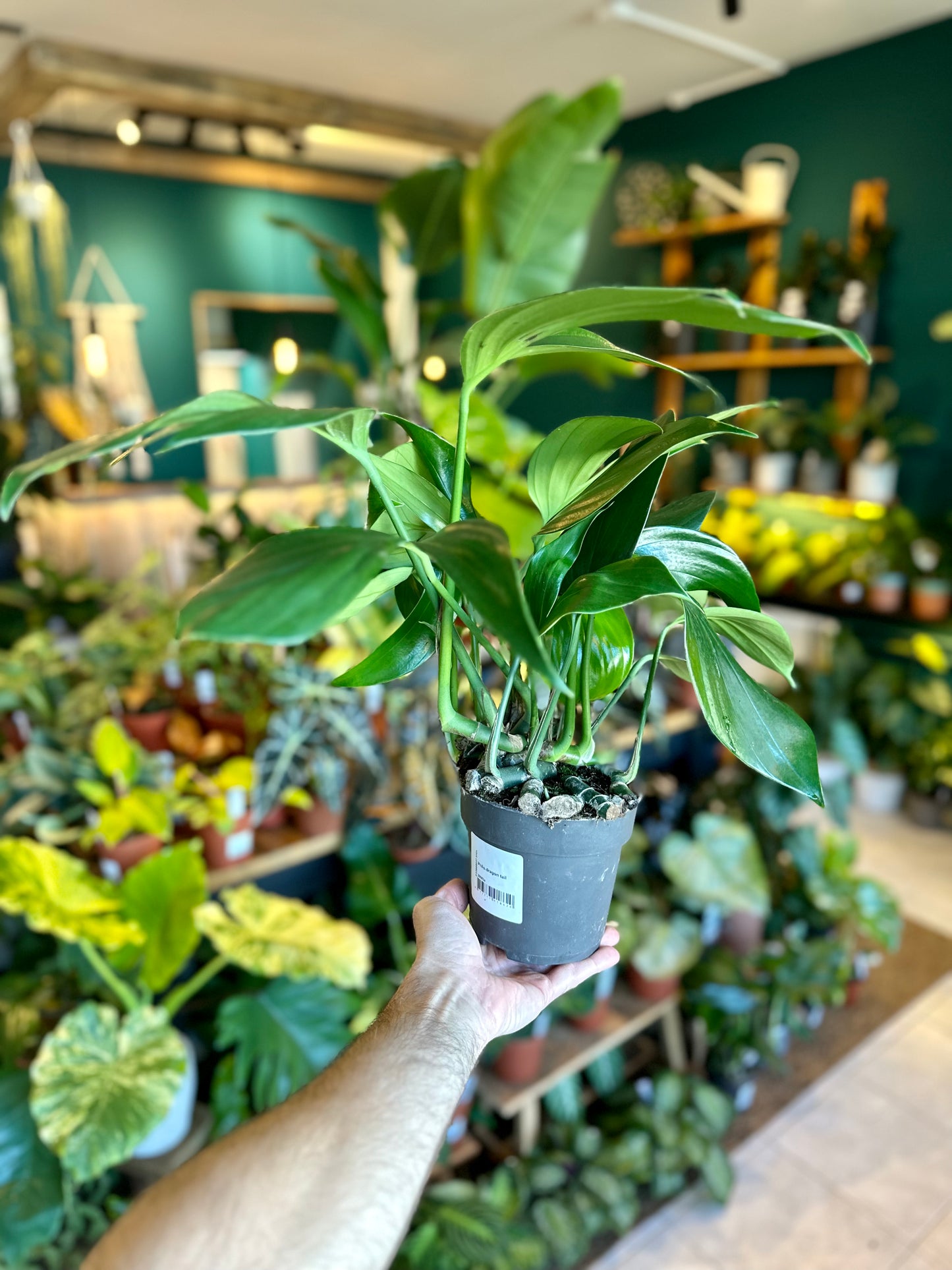 Philodendron Dragon Tail- Rhaphidophora Decursiva