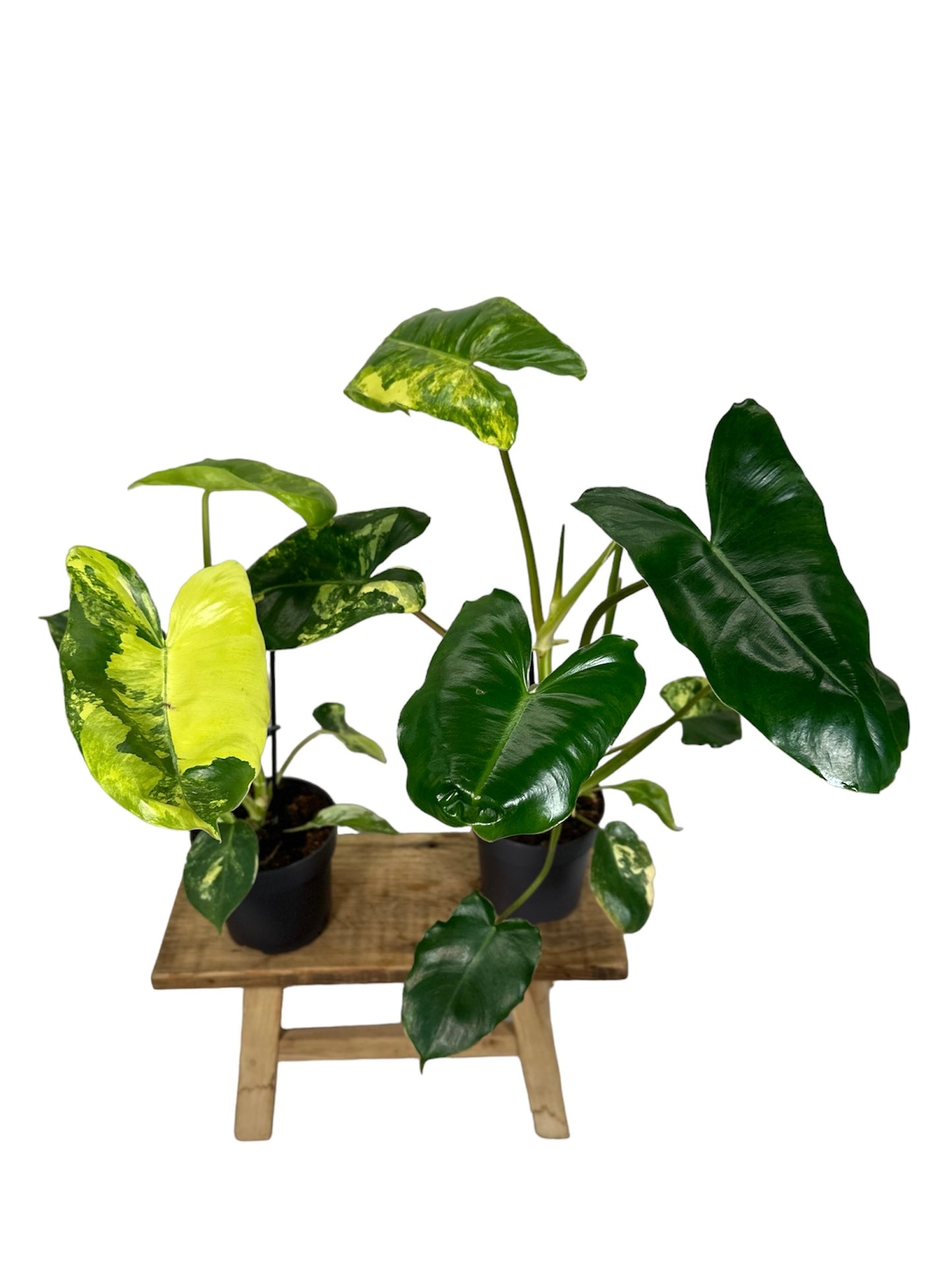 Philodendron Burle Marx variegata