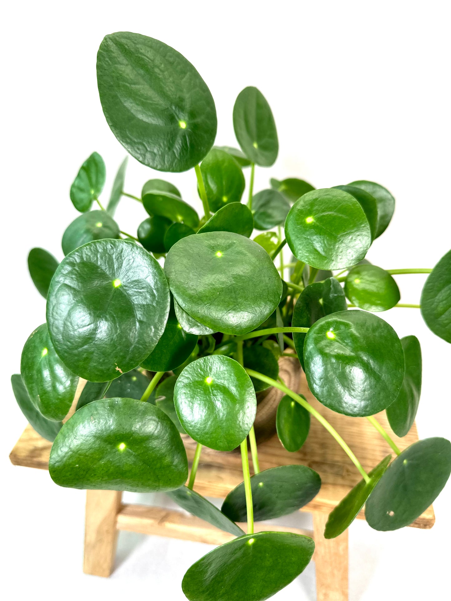 Pilea Peperomioides