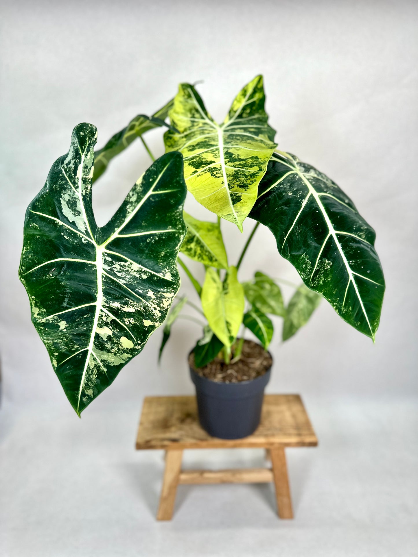 Alocasia Frydek variegata - Taille XL 1010
