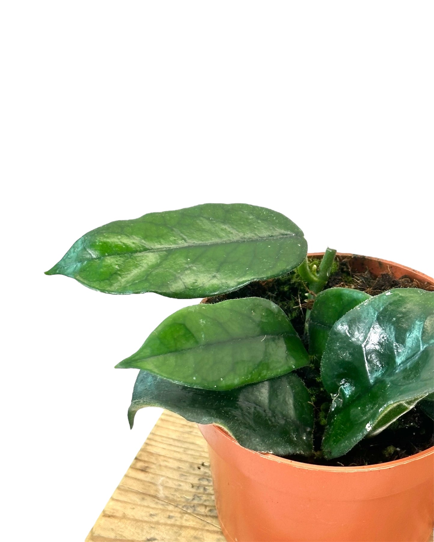 Hoya Villosa