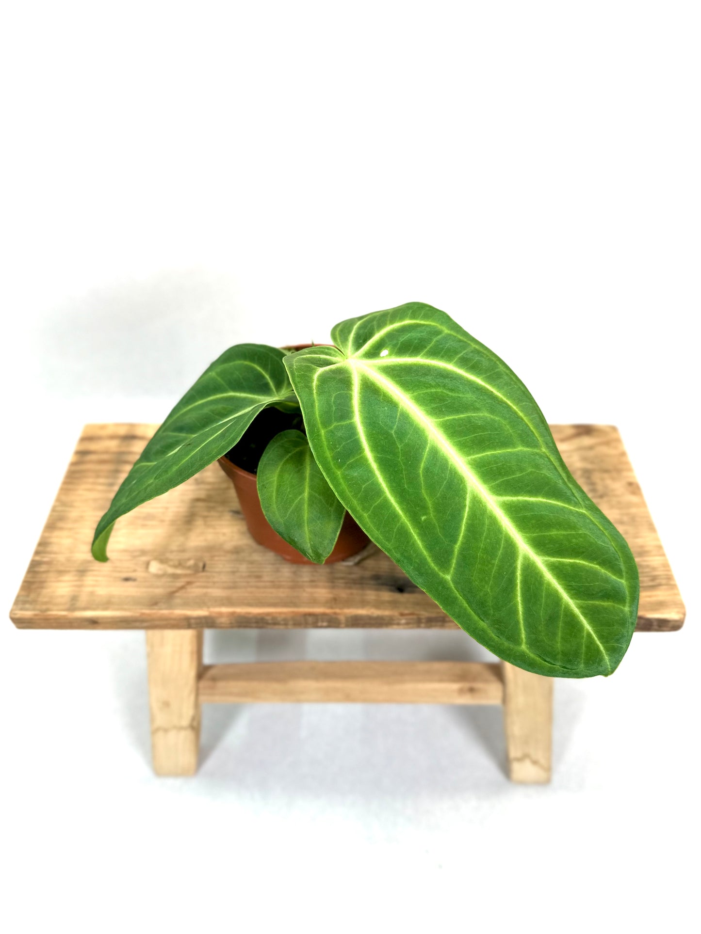 Anthurium Villeanaorum
