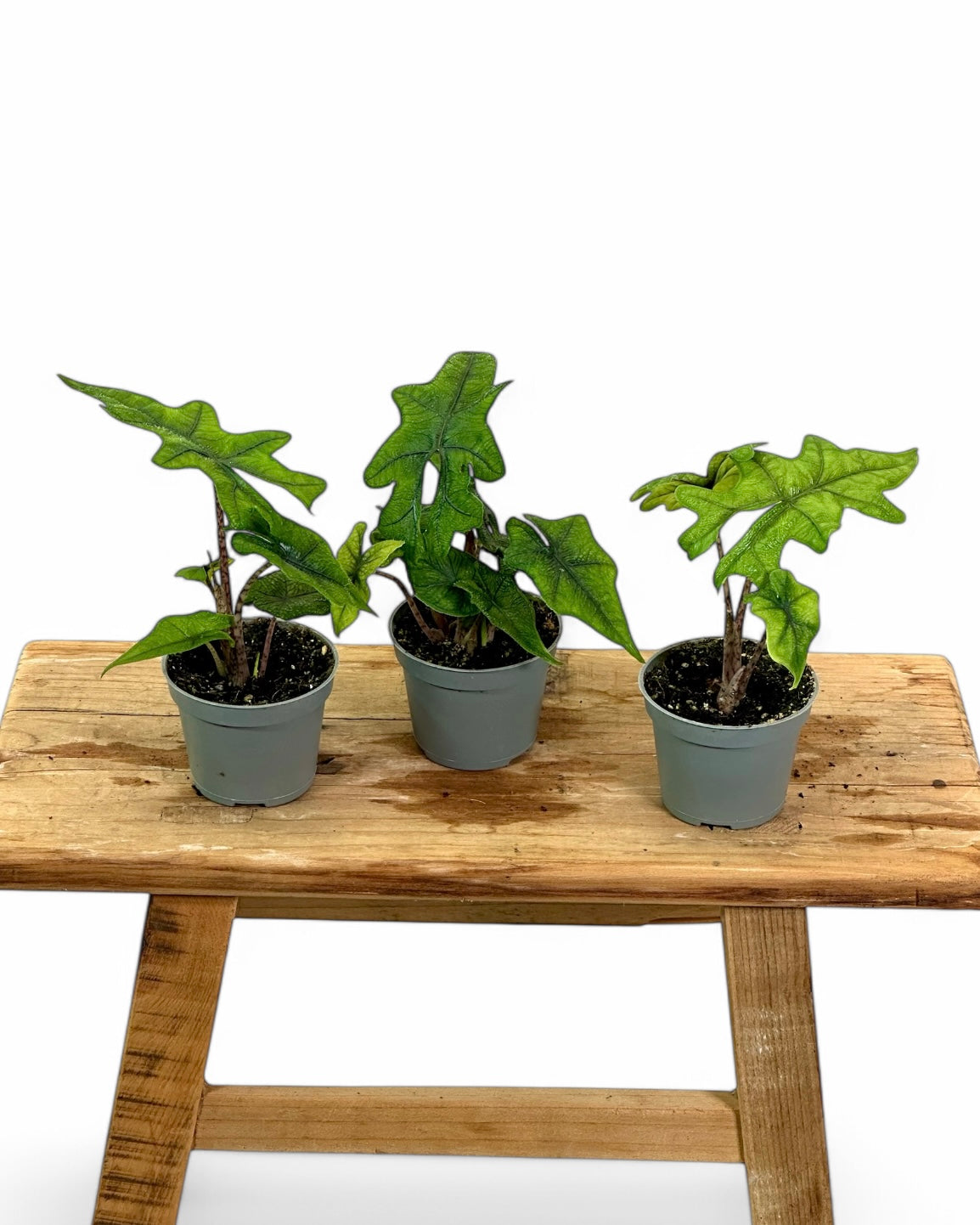 Alocasia Jacklyn - Baby plant