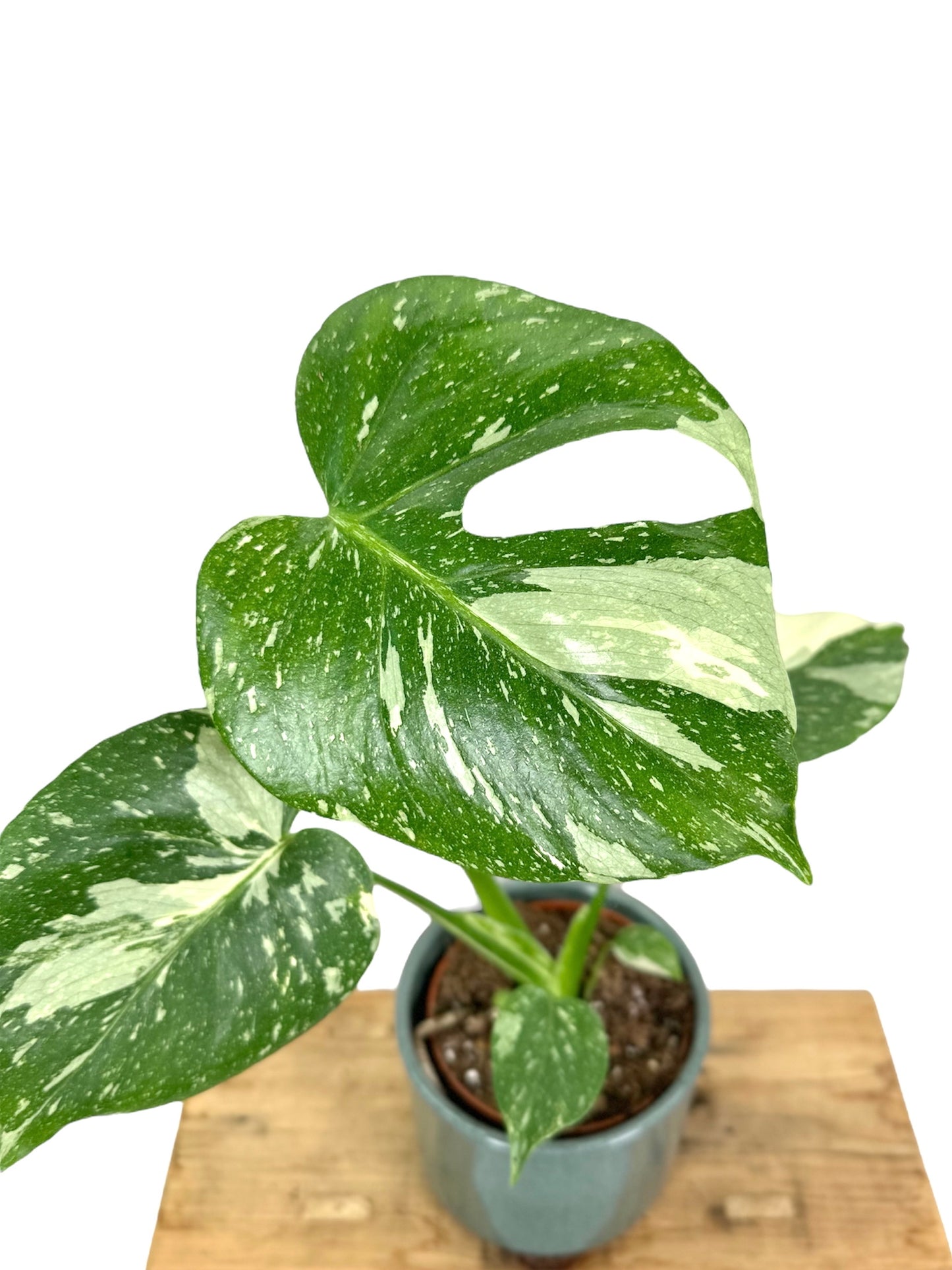 Monstera Thaï Constellation - Taille M 0906