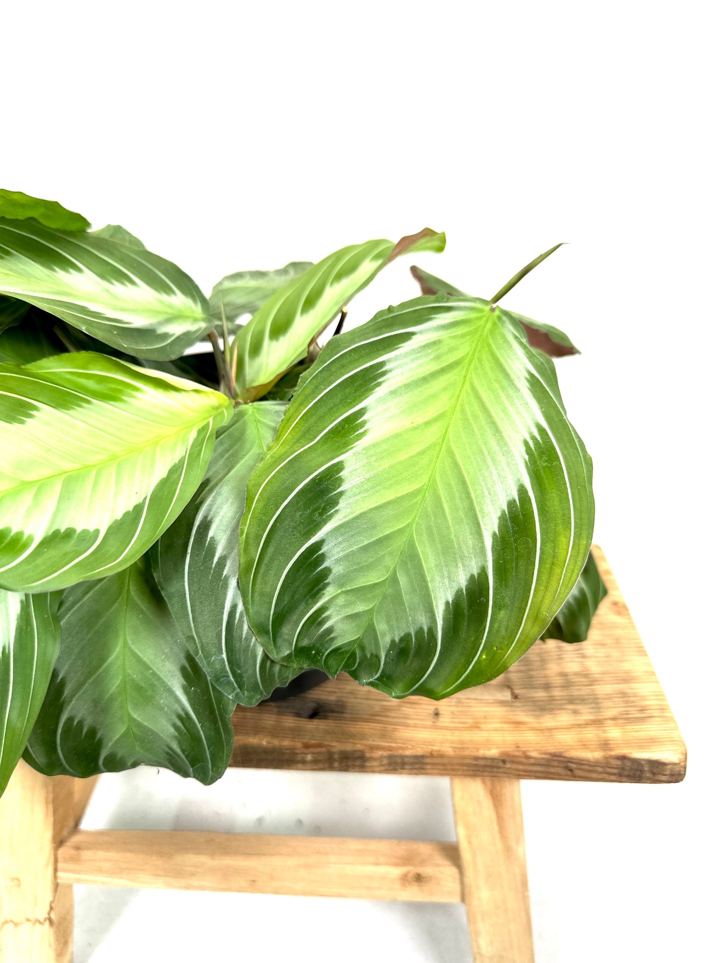 Maranta Silver Band