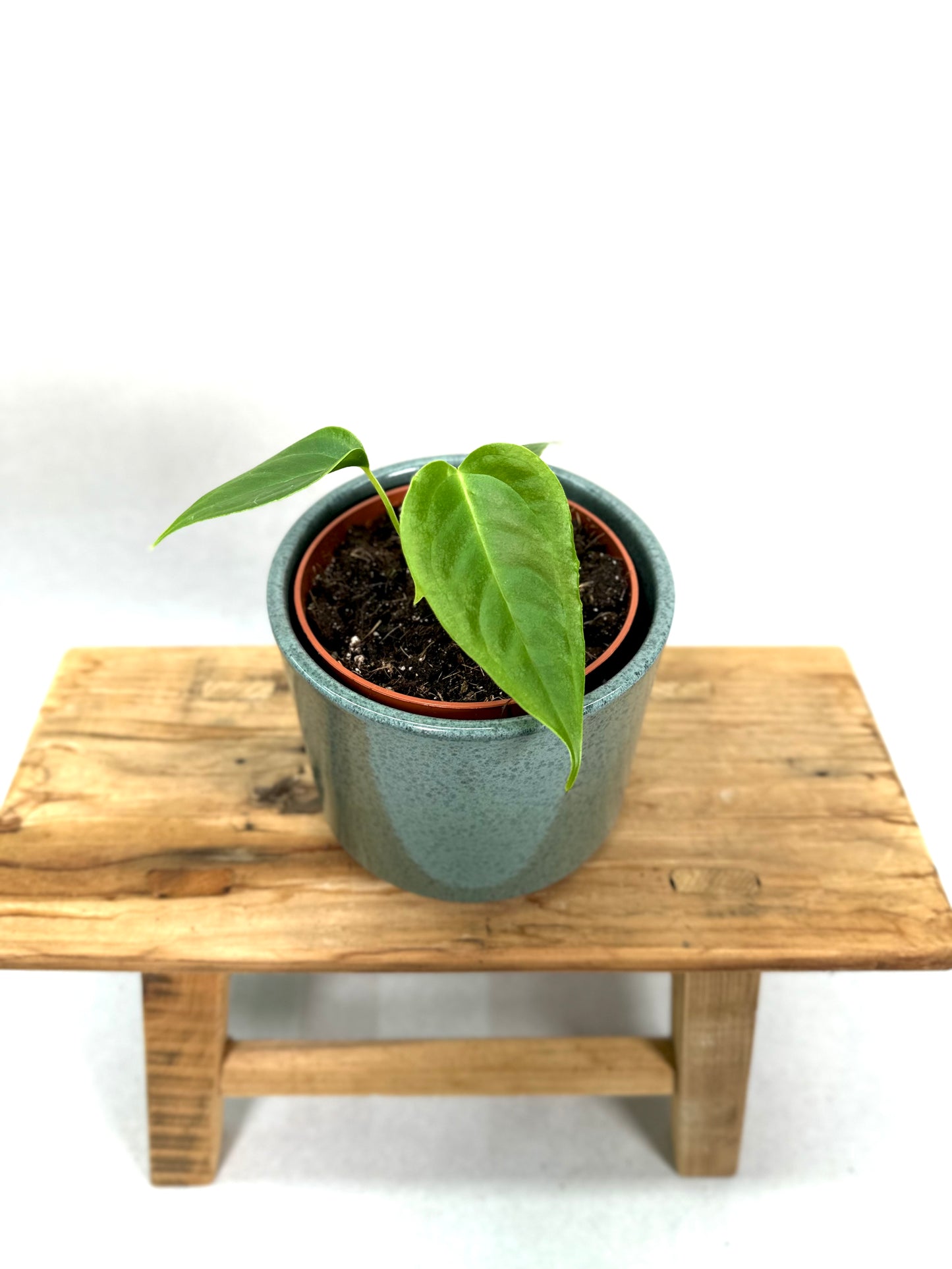 Anthurium Veitchii