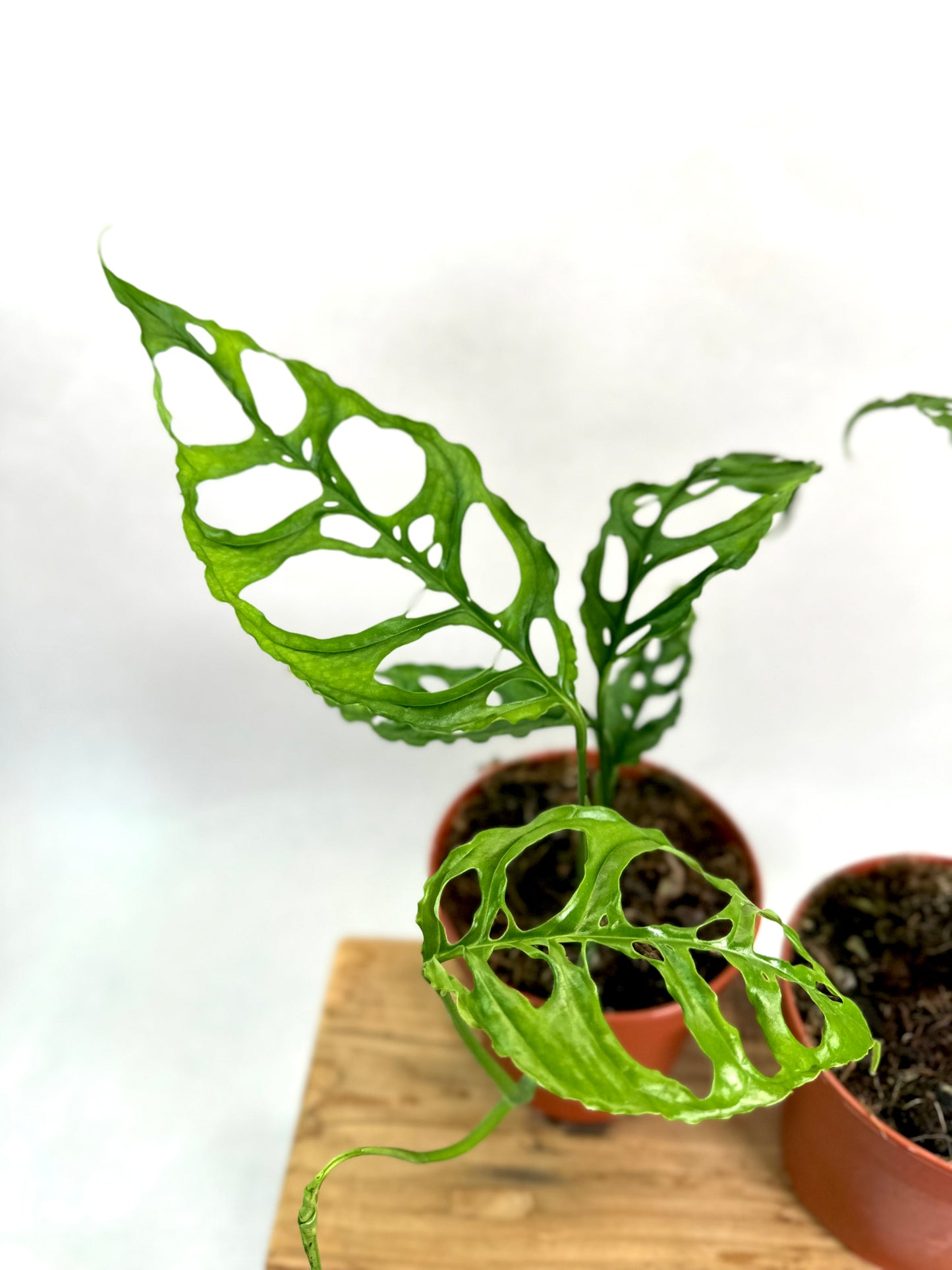 Monstera Obliqua Peru