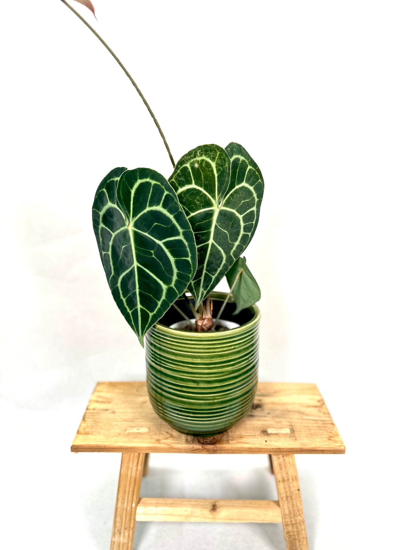 Anthurium Clarinervium