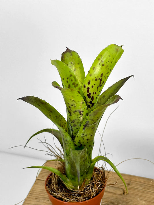 Neoregelia Pauciflora