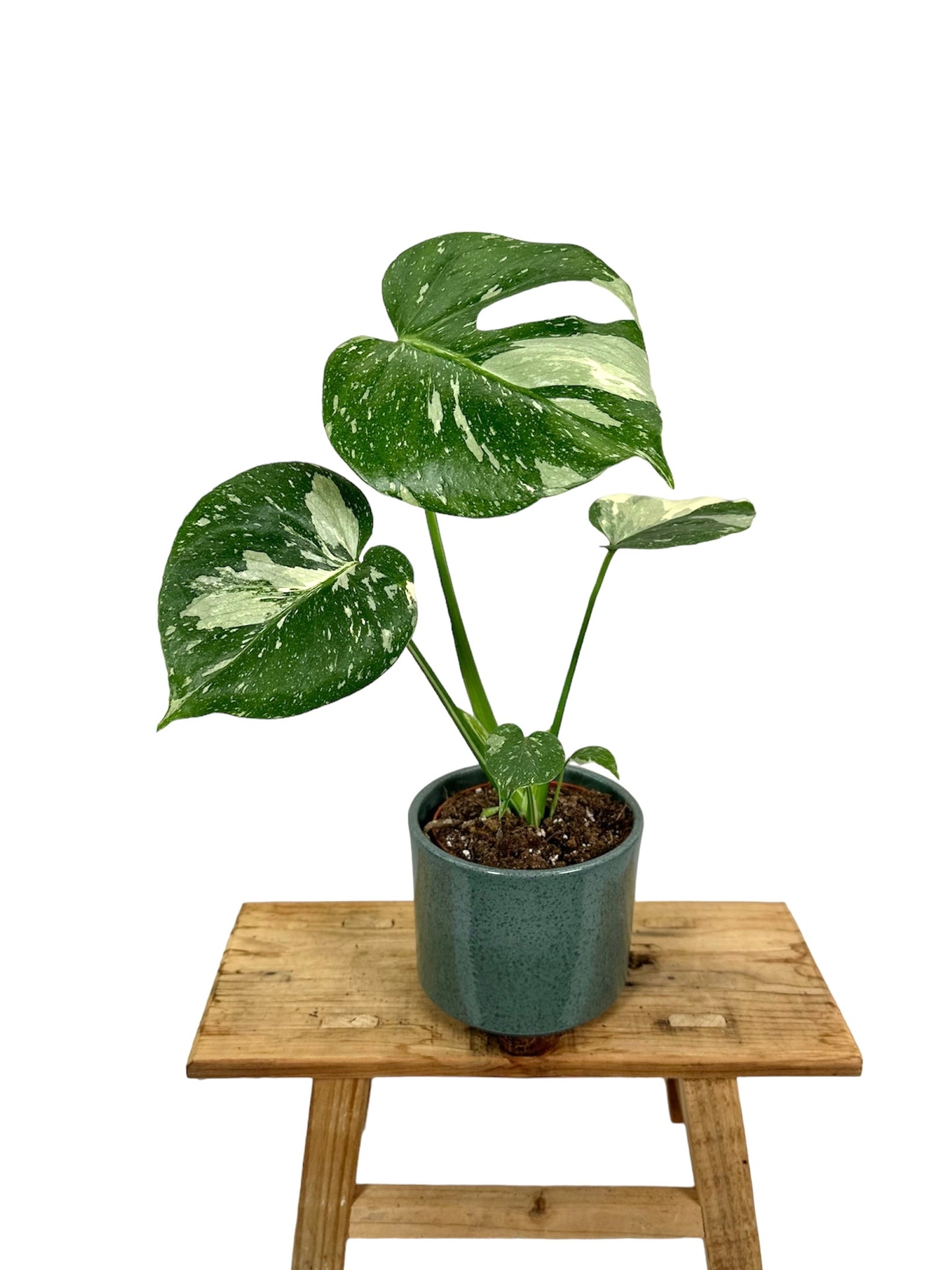 Monstera Thaï Constellation - Taille M 0906