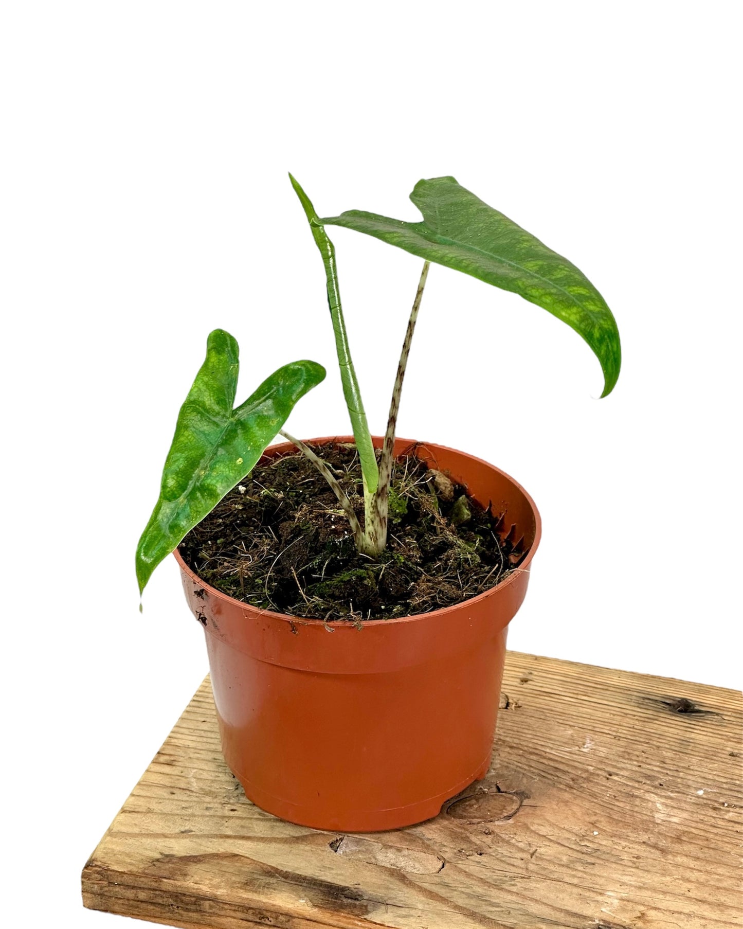 Alocasia Reticulata - Juvénile