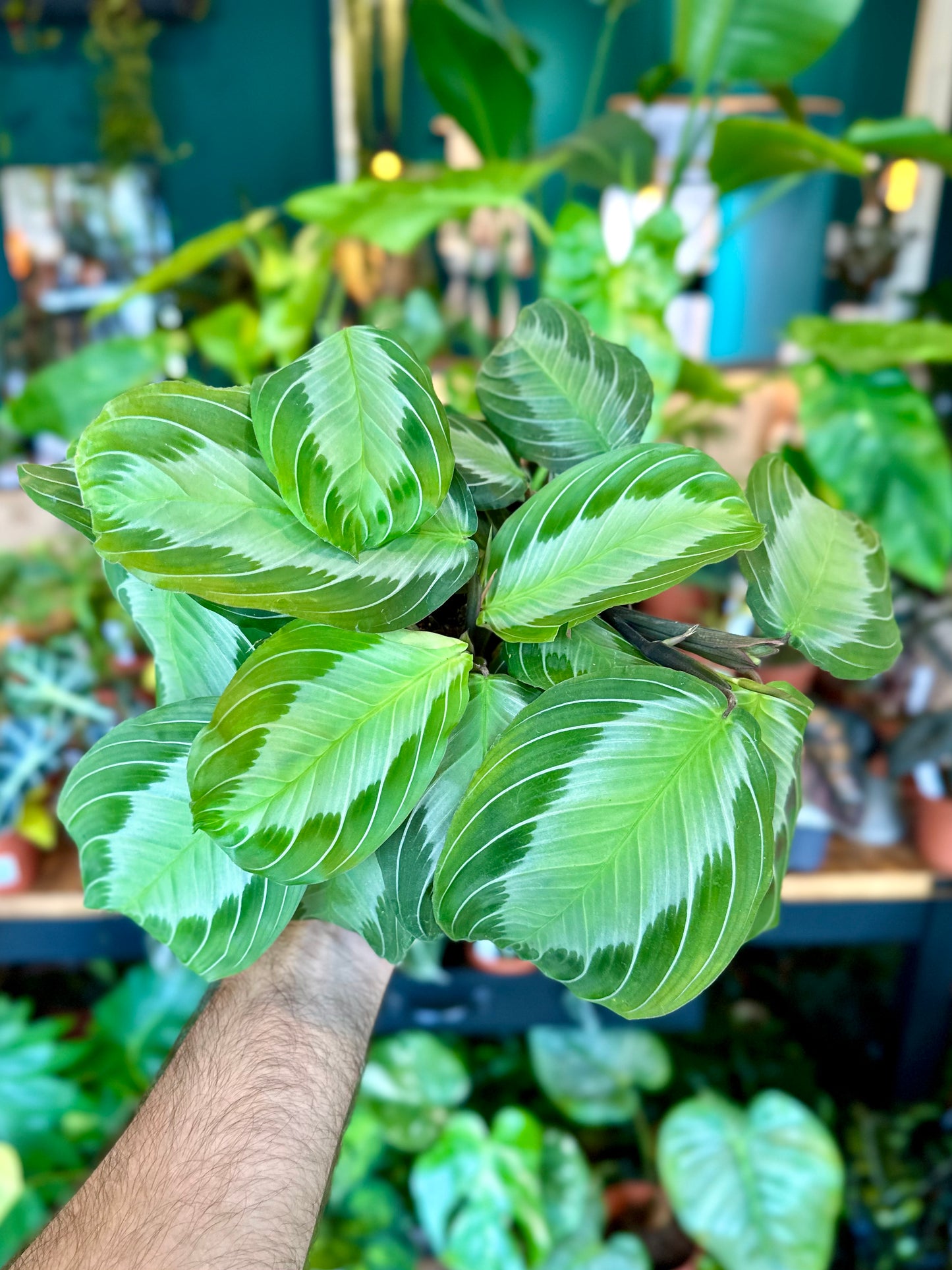 Maranta Silver Band
