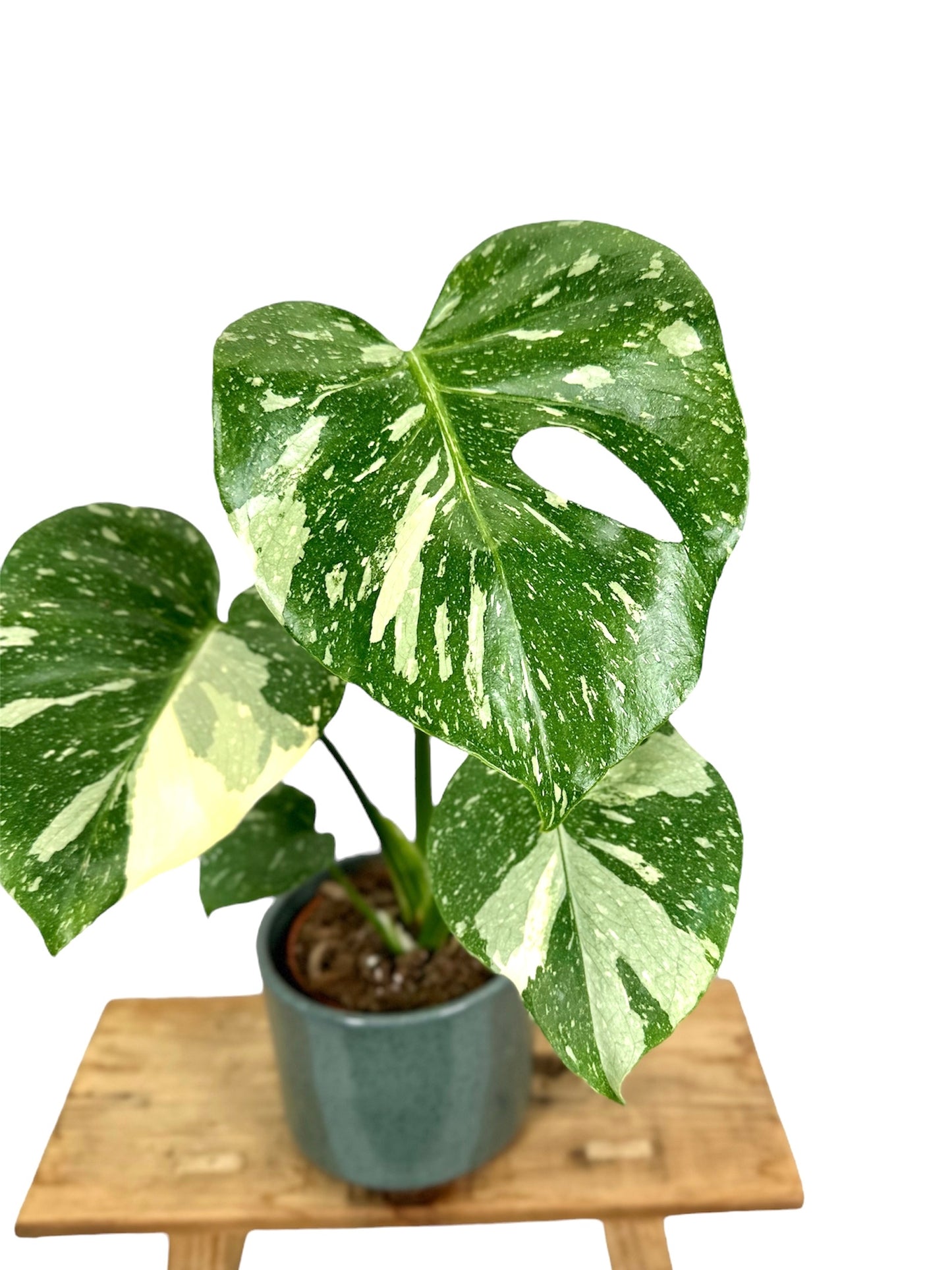 Monstera Thaï Constellation - Taille M 0908