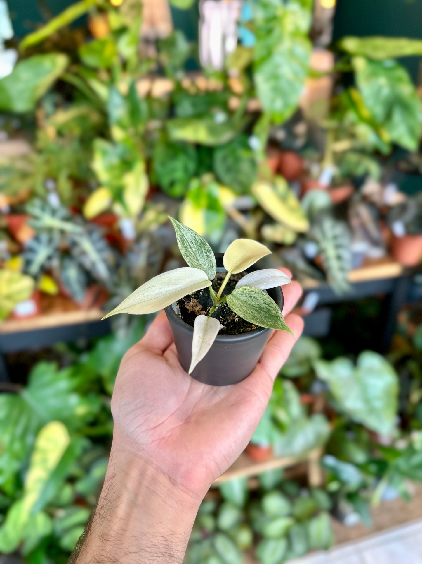 Philodendron Florida Ghost - Baby plant