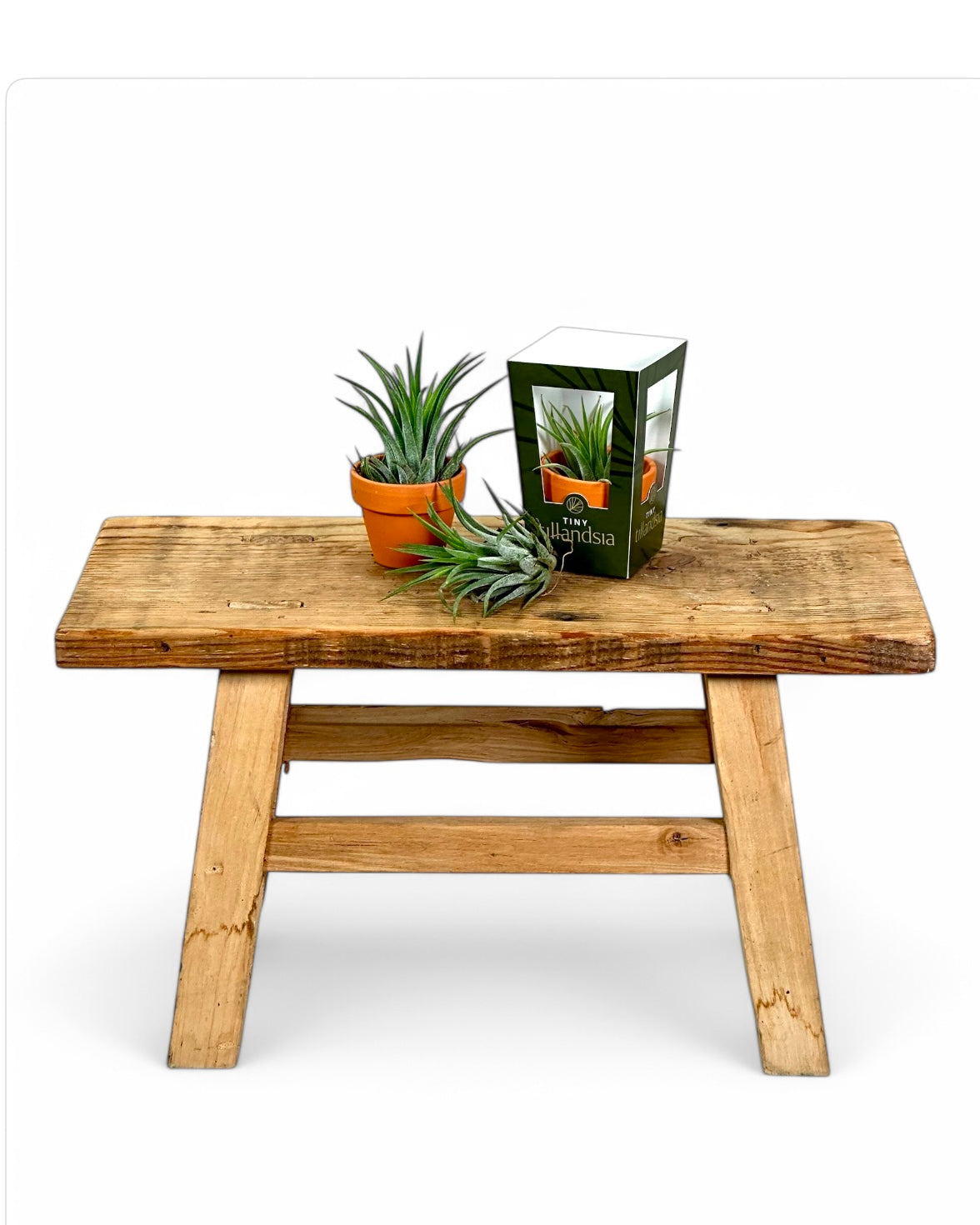 Tillandsia avec pot décoratif