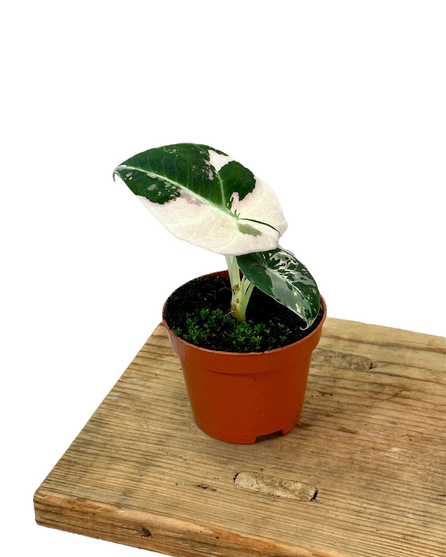 Alocasia Black Velvet Pink variegata - Baby plant
