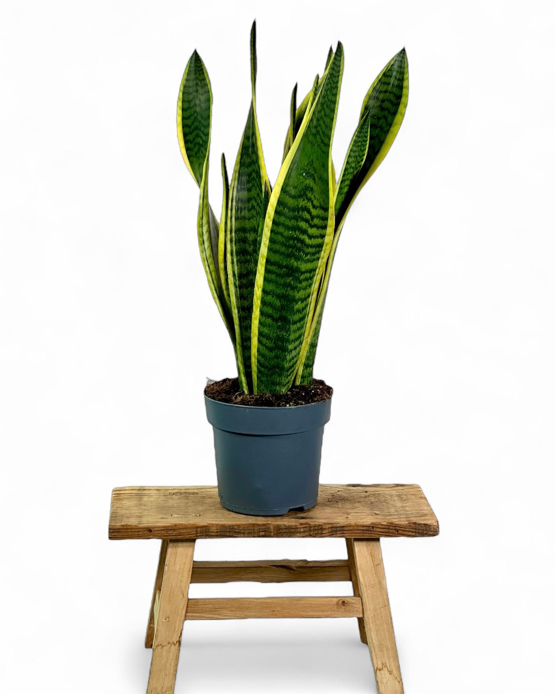 Sansevieria Laurentii 'pot Ø14 cm'