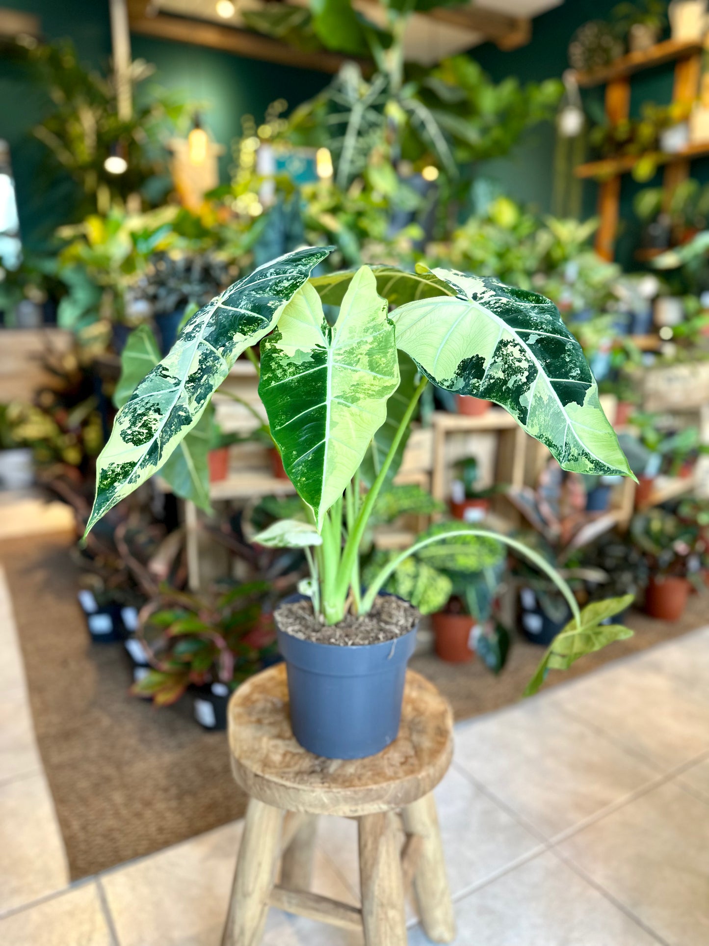 Alocasia Frydek variegata - Taille XL 1009