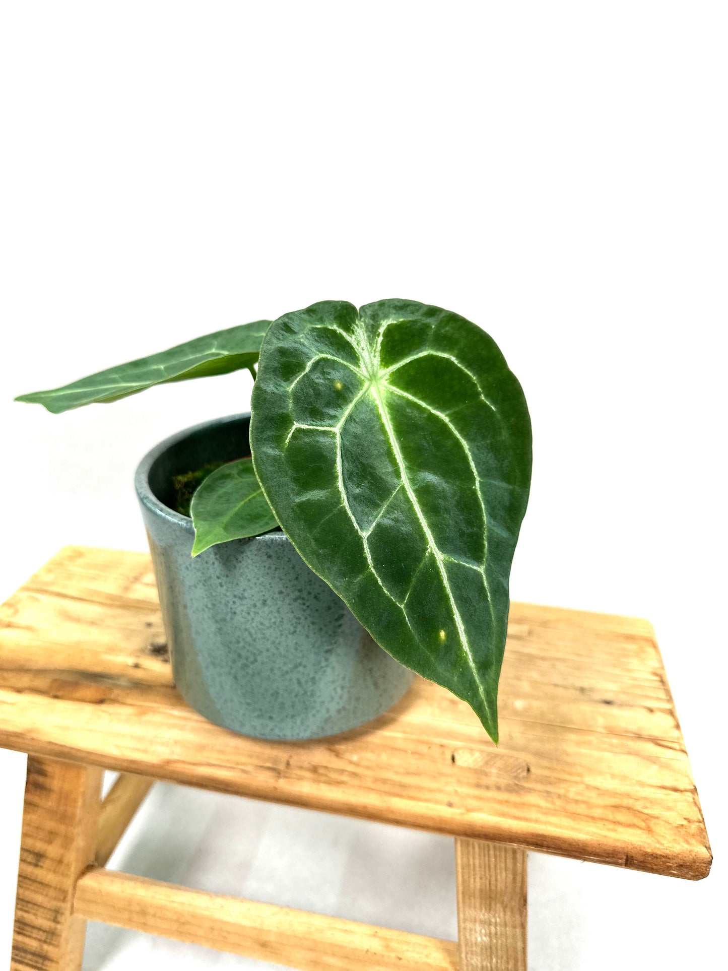 Anthurium Forgetii Silver