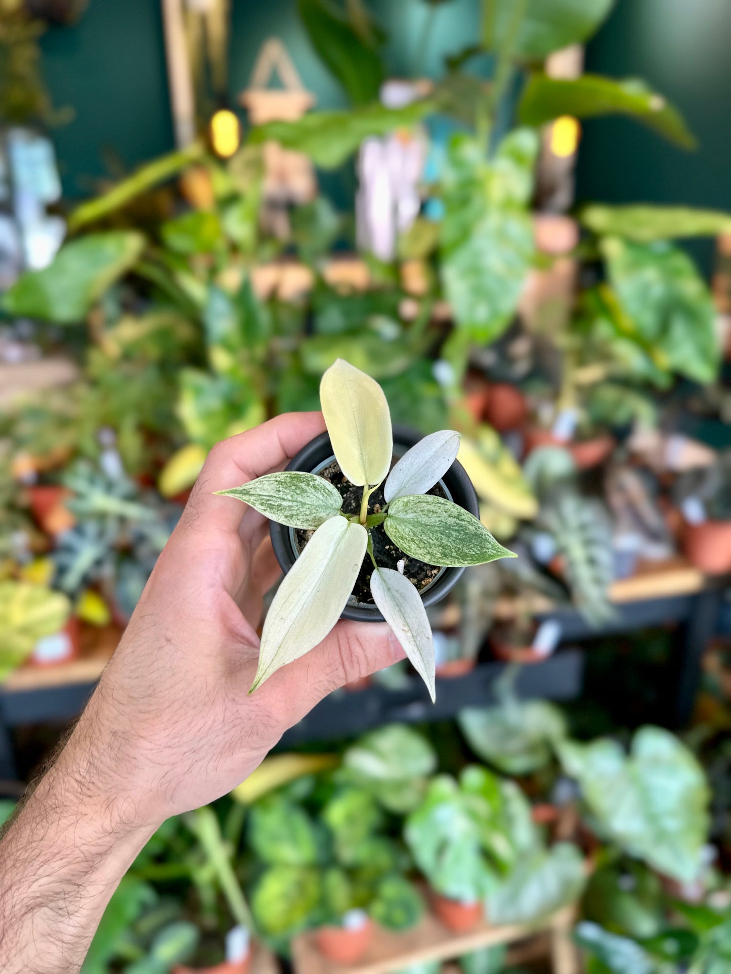 Philodendron Florida Ghost - Baby plant