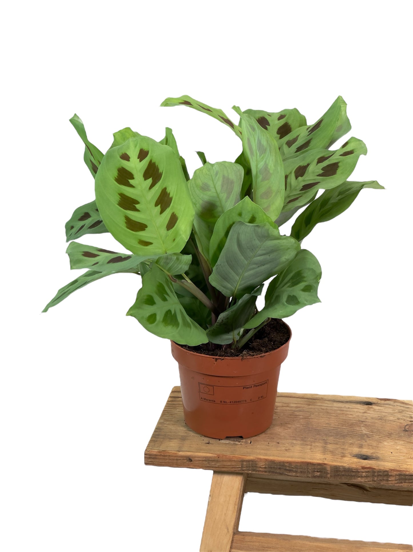 Maranta Kerchoveana