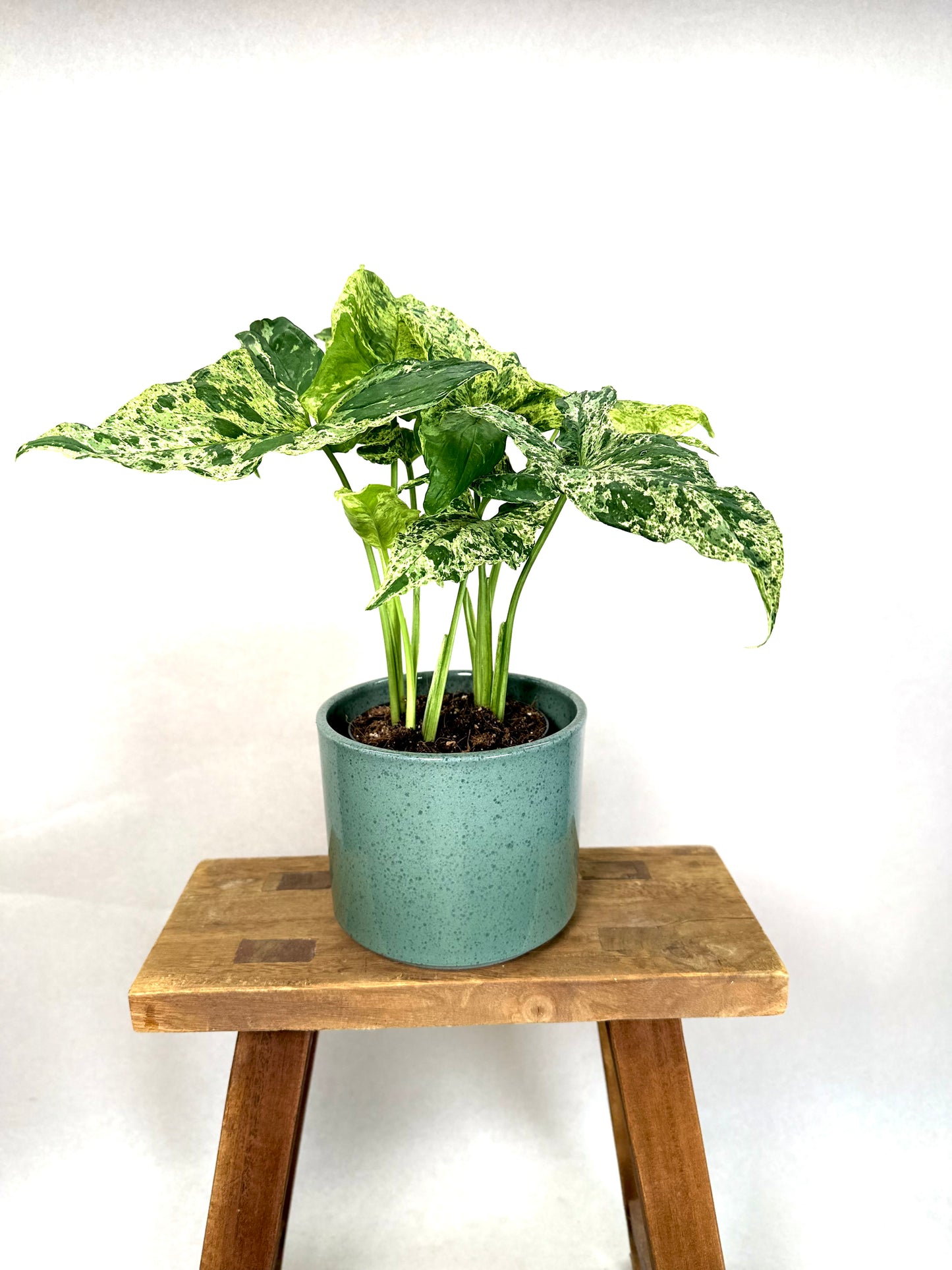 Syngonium Mottled Mojito
