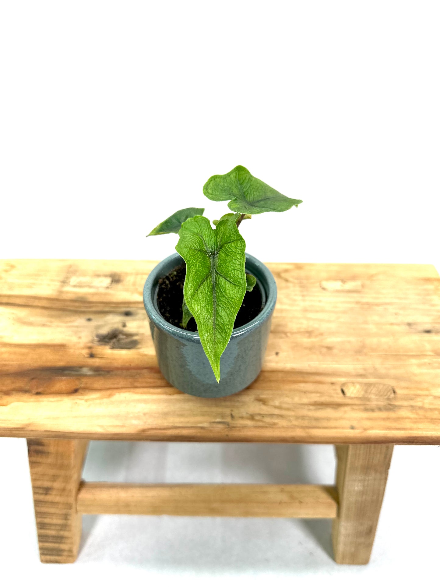 Alocasia Jacklyn - Baby plant