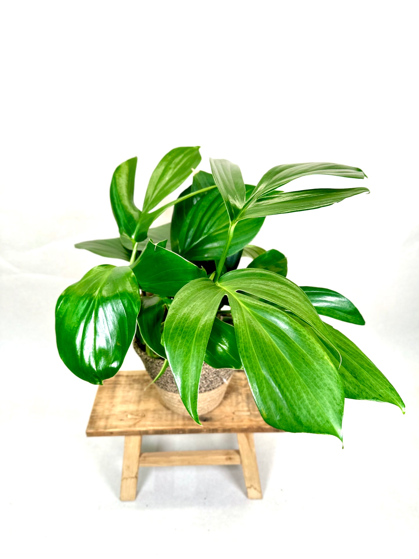 Philodendron Dragon Tail- Rhaphidophora Decursiva